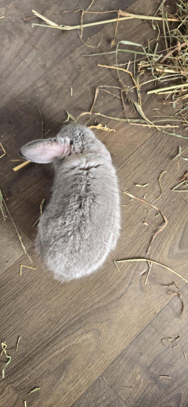 6 Baby rabbits due to be ready 14th august — photo 3 of 4