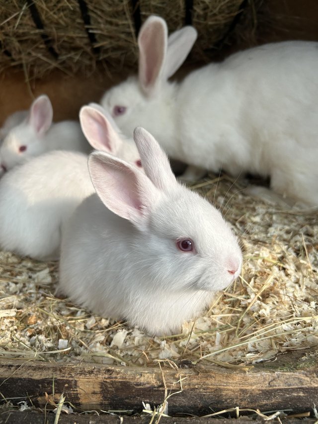 New zealand baby rabbits 