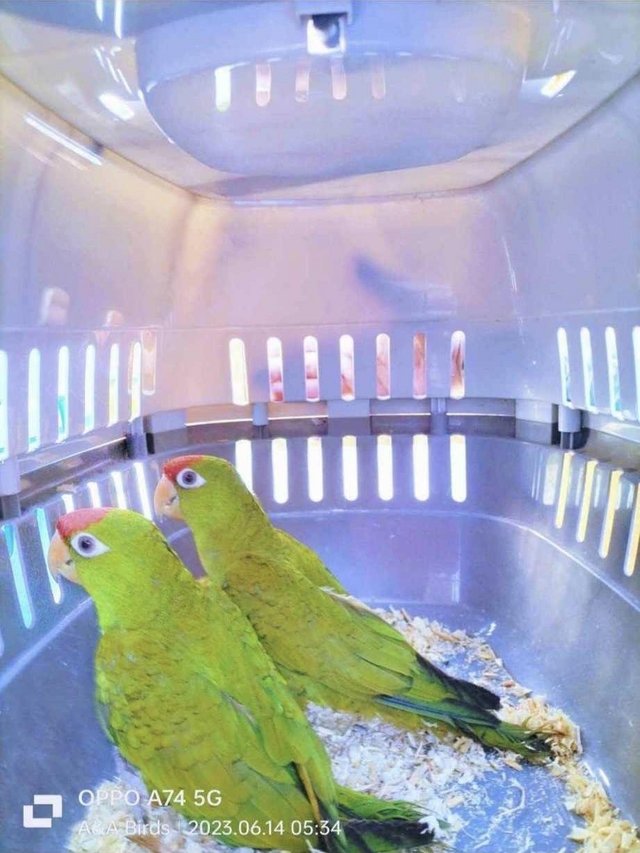 Preview of the first image of Bonded Breeding Pair of Scarlet Fronted (Wagler) Conures.