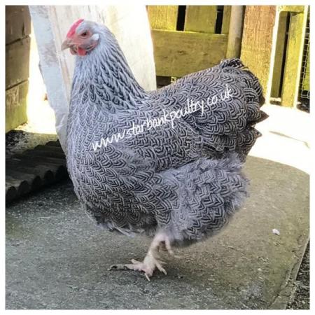 Image 40 of *POULTRY FOR SALE,EGGS,CHICKS,GROWERS,POL PULLETS*