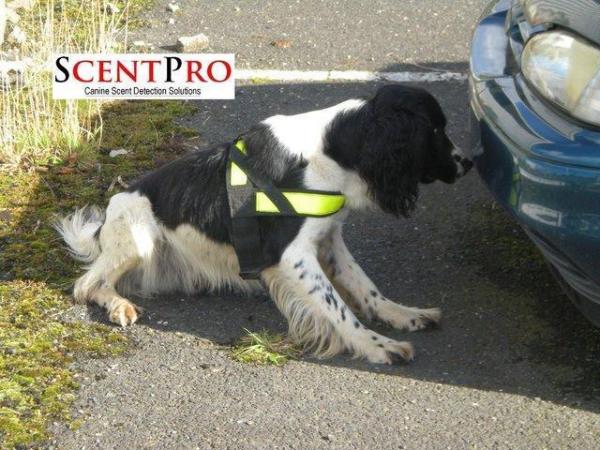 Image 2 of *WANTED* POTENTIAL SEARCH DOGS