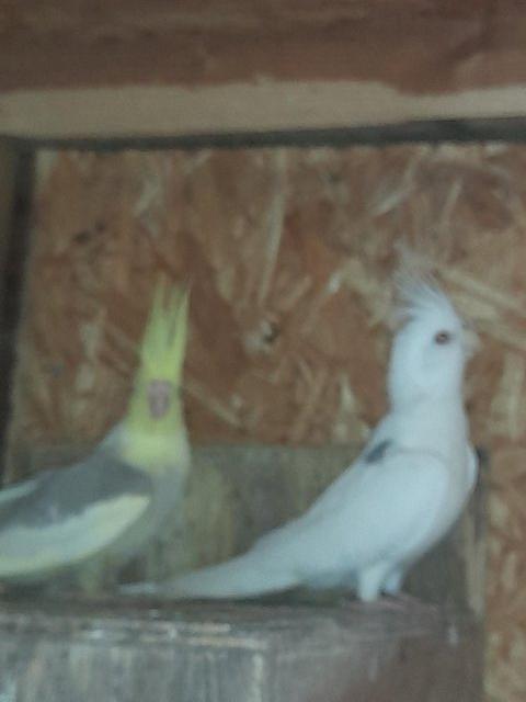 Preview of the first image of breeding pair of cockatiels, white faced male.