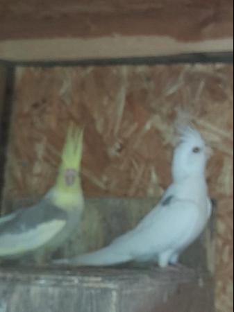 Image 1 of breeding pair of cockatiels, white faced male