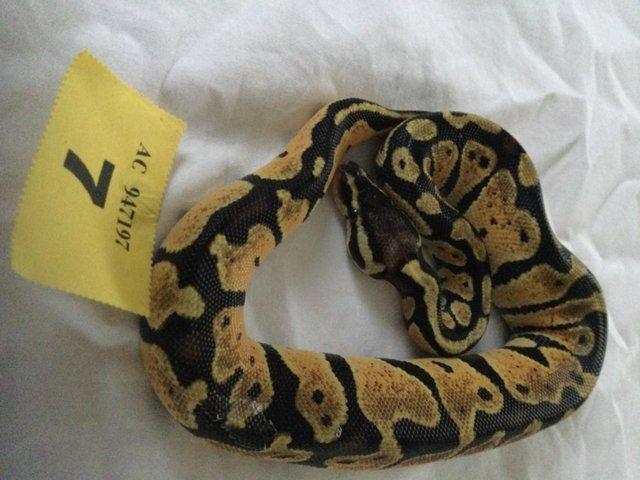 Preview of the first image of Mojave pastel het ghost baby ball python.