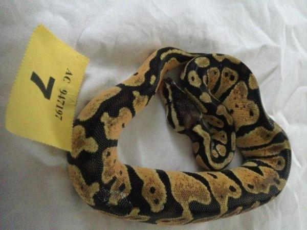 Image 1 of Mojave pastel het ghost baby ball python