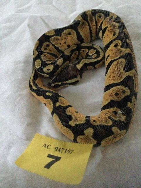 Preview of the first image of Mojave pastel het ghost baby ball python.