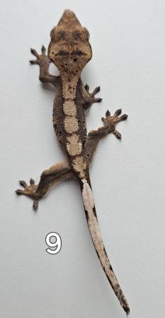 Image 2 of Juvenille Crested geckos