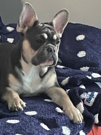 Image 4 of 20 week old French Bulldog puppy