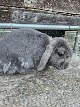 Image 4 of Bonded male and female rabbits