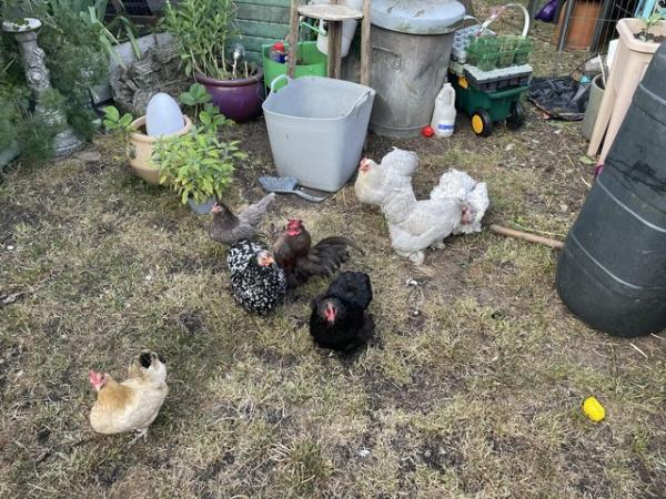 Image 3 of 7 pekin chickensafter new homes