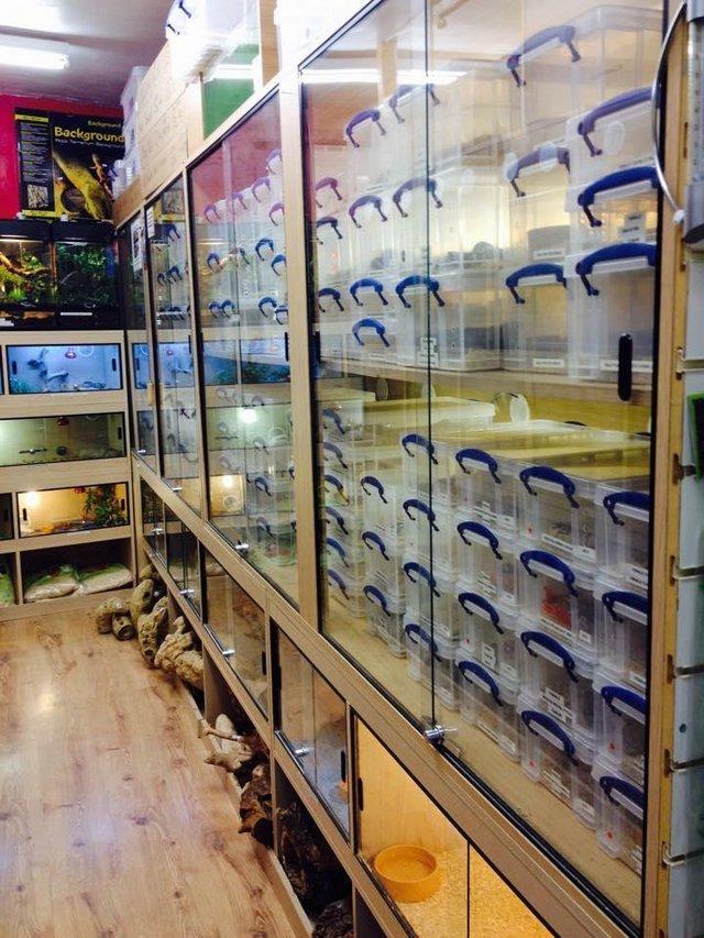 Preview of the first image of Warrington pets and exotics a fully stocked pet shop/store.