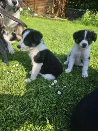 Image 7 of Collie puppies ready to go one the 24th May