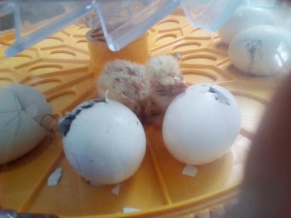 Image 1 of Poland Hatching Eggs - White Crested Black and Chamois
