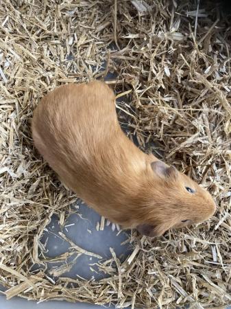 Image 2 of Baby Female Guinea Pig For Sale