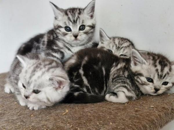 Image 5 of British Short Hair Kittens