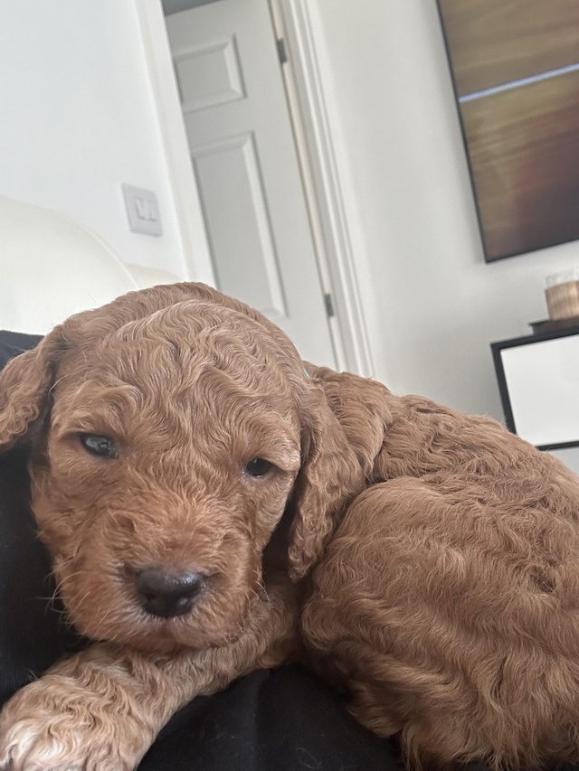 Preview of the first image of Cockapoo puppys | ready 9th April | Viewings now.