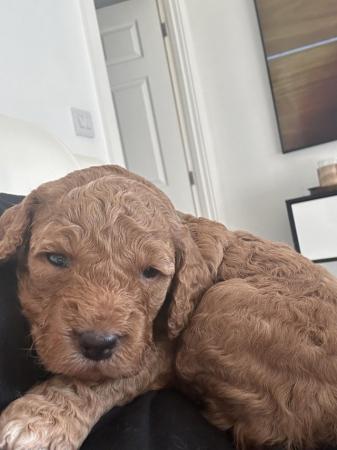 Image 1 of Cockapoo puppys | ready 9th April | Viewings now