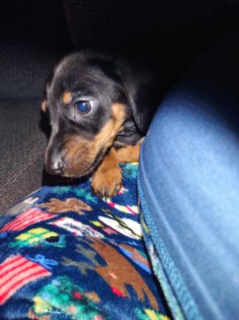 Miniature dachshund girl for sale in Bolton, Greater Manchester - Image 1