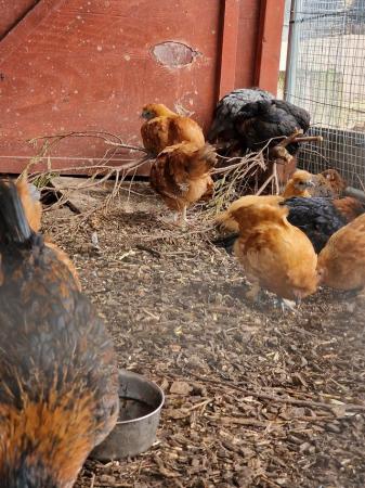 Image 1 of SILKIE MIX BREED CHICKENS FOR SALE