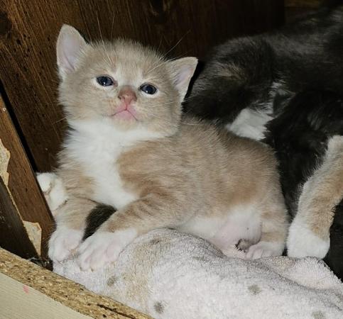 Image 3 of 2 stunning boy kittens looking for there forever home