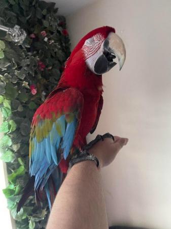 Image 5 of SOLD STC  Super Tame Green winged Macaw