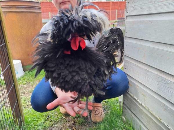 Image 1 of Pure breed polish cockerel looking for new home FREE