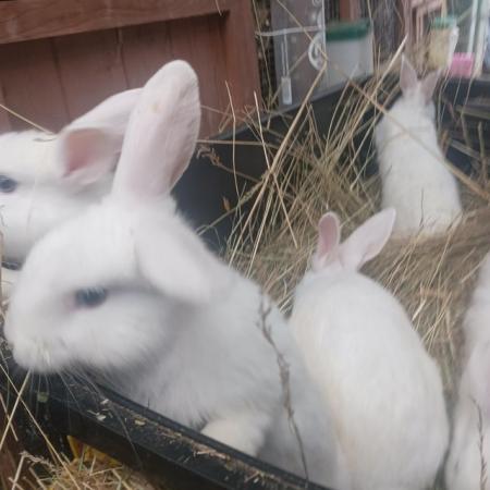 Image 1 of Blue eyed white friendly rabbits