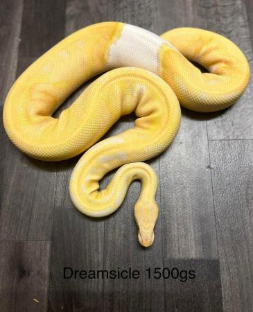 Image 5 of Top end female royal morphs!!!!! Dreamsicle