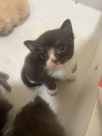 Image 1 of Gorgeous kittens for sale