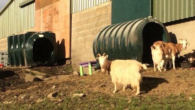 Image 1 of Livestock shelter for goats, sheep, lambs, hens, ducks.