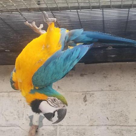 Image 4 of Blue and gold male macaw for sale