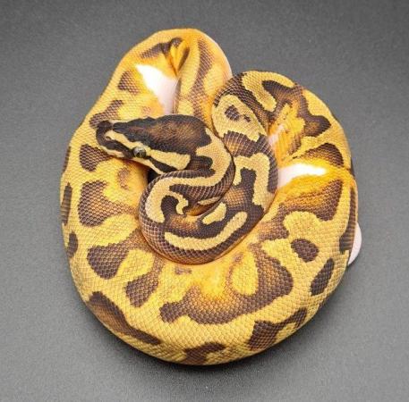 Image 2 of Enchi Yellow Belly Pied Male Ball Python 220105