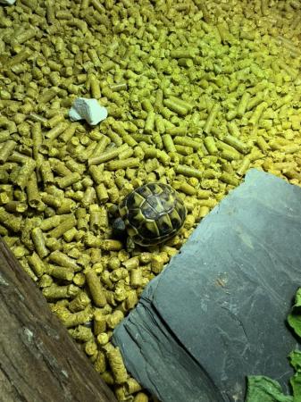 Image 3 of 9 month old horsefield tortoise and table