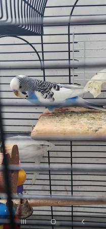 Image 2 of 5 months old baby budgies