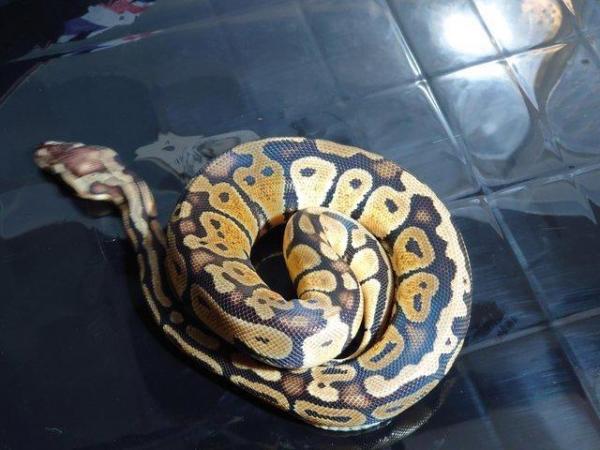 Image 2 of Royals python pastel yellow belly