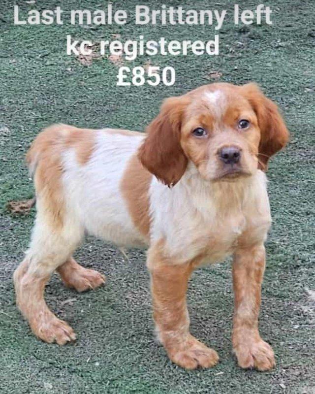 Preview of the first image of Beautiful KC registered Brittany pup.