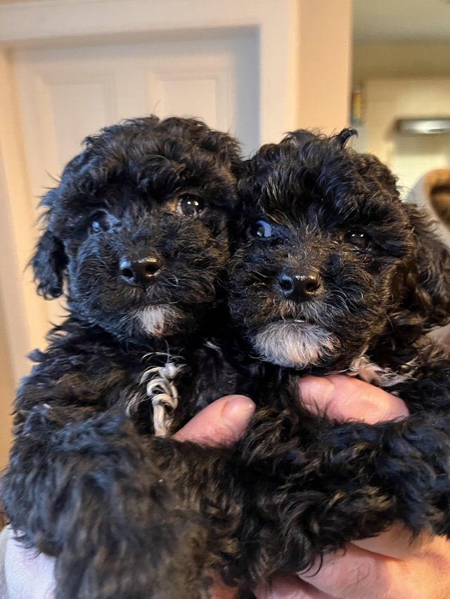 Preview of the first image of gorgeous shihpoo puppies.