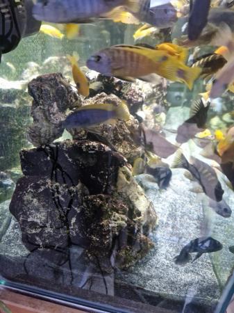 Image 1 of Aquarium ocean rock large amount