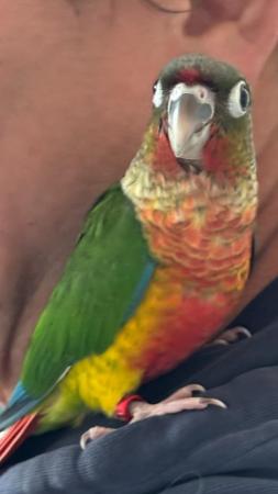 Image 10 of Hand reared conures Various different mutations
