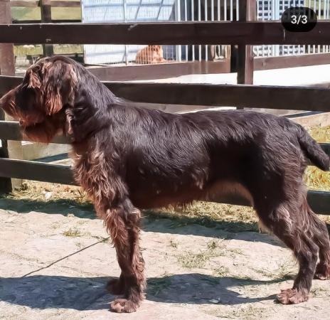Image 2 of Labrador X German wirehaired pointer