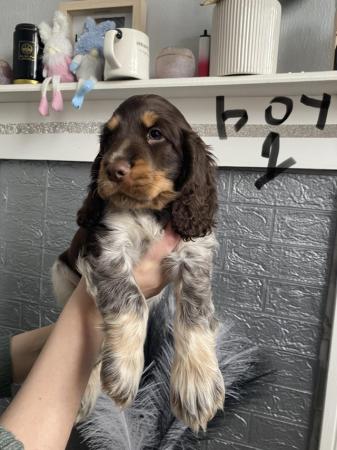 Image 25 of Cocker spaniel show type KC registered. READY