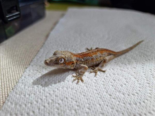 Image 4 of Gargoyle gecko babies available