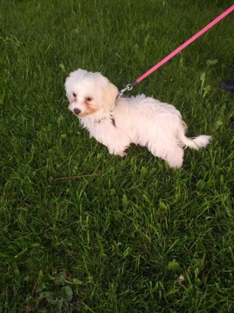 Image 13 of Chihuahua cross Maltese. Only 1 cutie girl left. West Yorksh