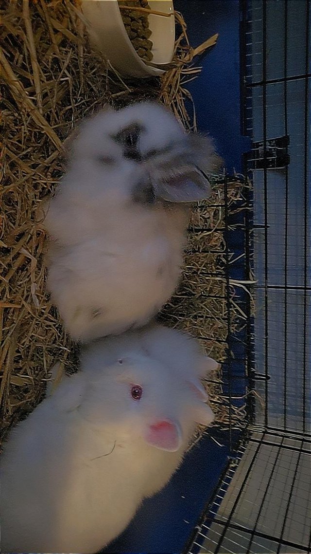 Preview of the first image of 8 week old rabbits, netherland dwarf × lionheads.