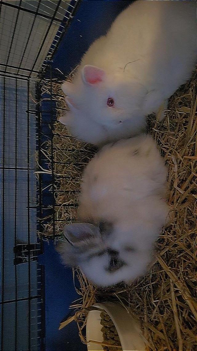 Preview of the first image of 8 week old rabbits, netherland dwarf × lionheads.