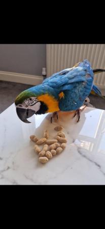 Image 8 of Rico Blue and gold macaw male parrot + big cage + pertch