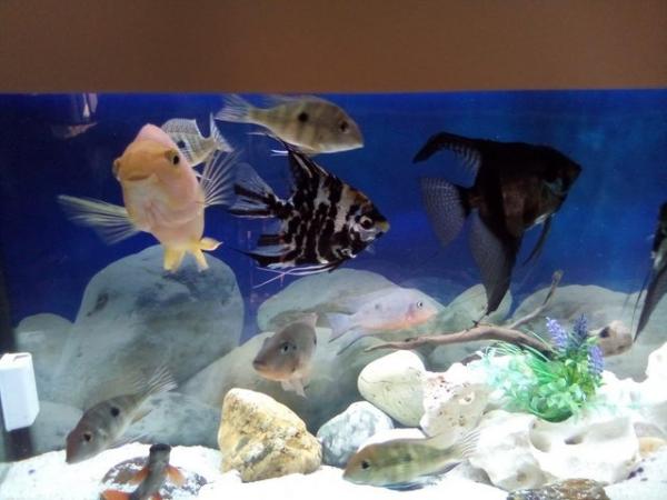 Image 2 of full fish tank for sale