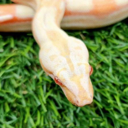 Image 12 of Albino roswell Laddertail boa constrictor male