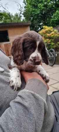 Image 3 of Cocker spaniels pups *READY NOW*