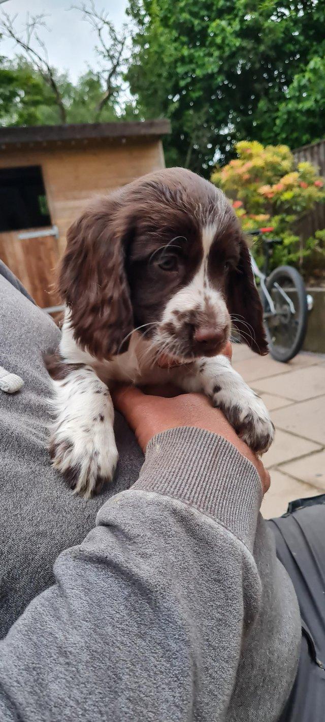 Preview of the first image of Cocker spaniels pups *READY NOW*.
